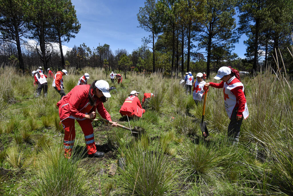 Reforestación Cruz Roja Mexicana 